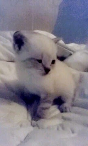 CHATONS A RÉSERVER