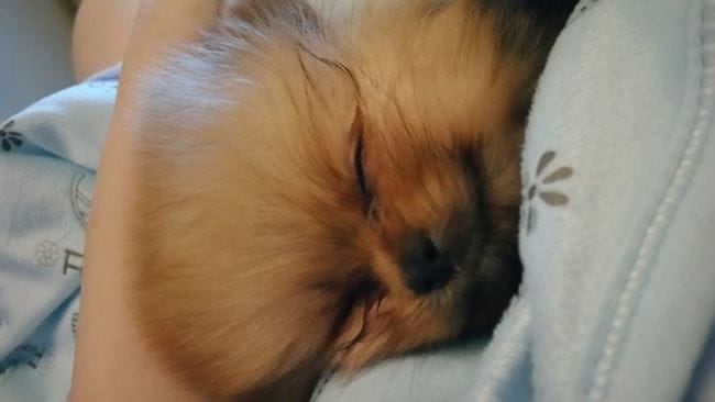 comment mange votre chiot?