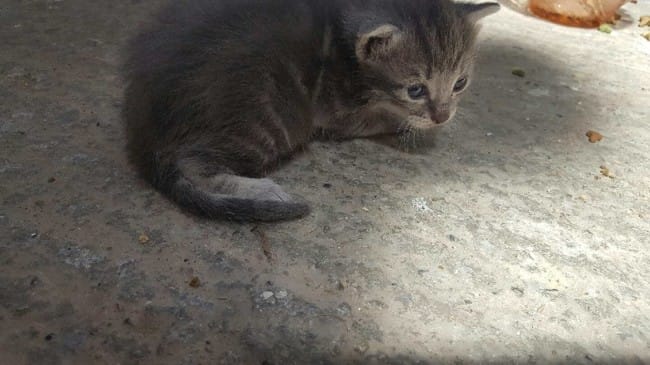 Éclairage sur mon nouveau chaton