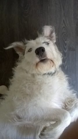 Mini album: "Bien dans mes pattes"