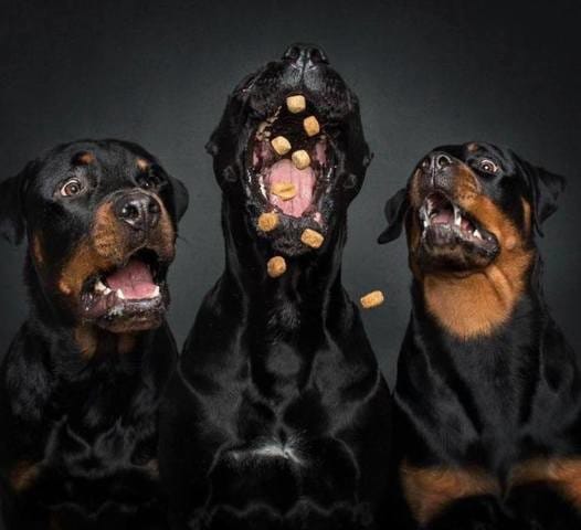 Des croquettes et des photos