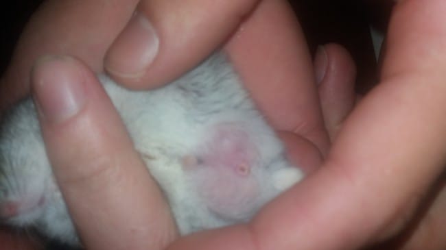 Mon hamster un mal ou une maladie ?