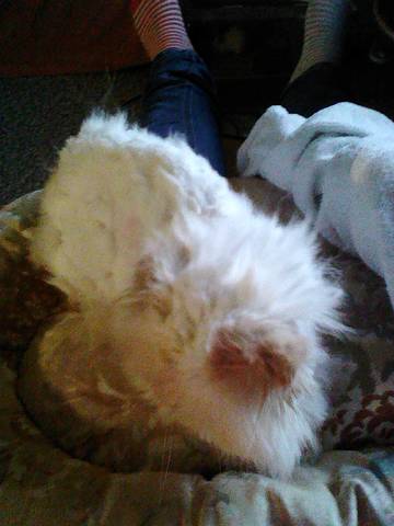 J'ai acheter mon chat mais il est dans un état