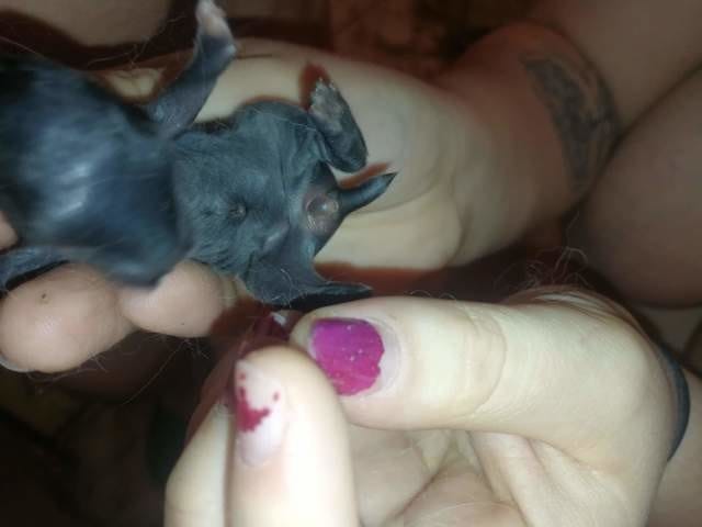 Mon lapereaux a une boule sous la queue?