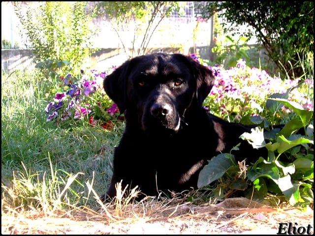 Mon chien attaque les Mâles ! 