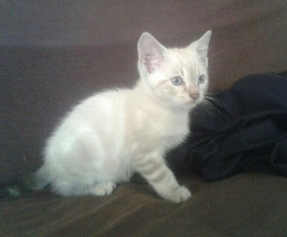 Avis sur la race potentielle de mon chaton 