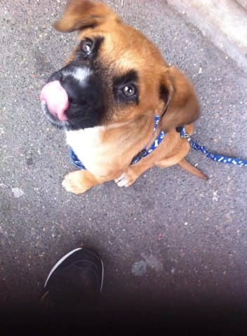 La Race De Mon Chiot De 2 Mois