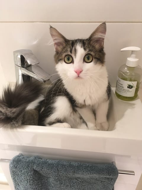 Présentation + intelligence du chat