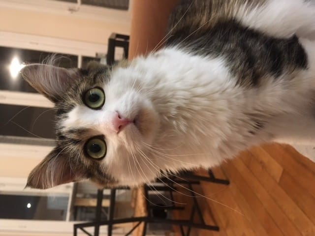 Les bêtises de nos chats