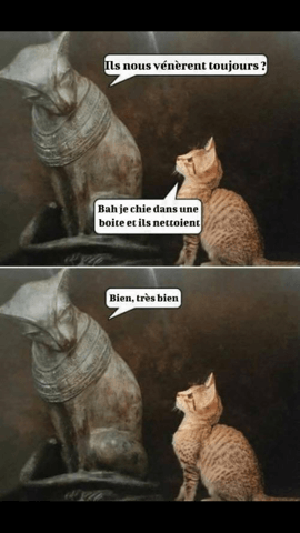 Nos chats vénérés...!