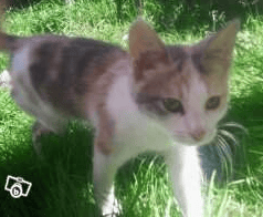 Croquettes chat adulte d'interieur ou croquettes chat sterilise ?