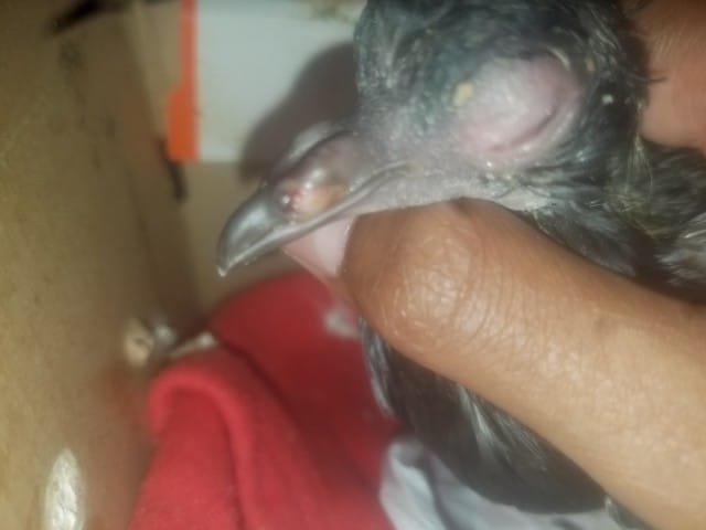 Pigeon blessure au nez