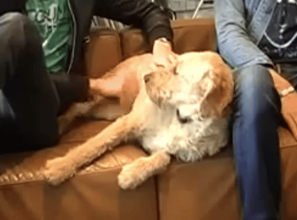 Quelle est cette race ?