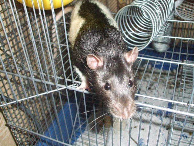 donne rat