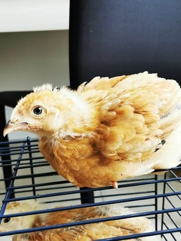 Quel serait le sexe de mes poussins svp ?