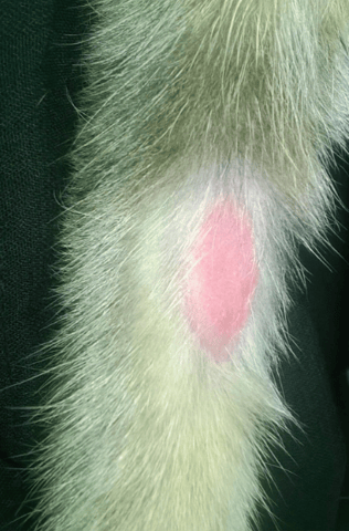 Une plaque rouge sans poil sur la patte