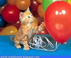 On parle de chat !! 2