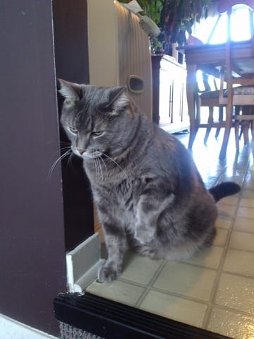 Mon chat fait ses besoin partout sauf dans sa litière !?