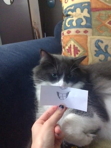 Un jeu drôle avec vos animaux !!