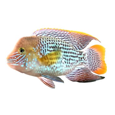 Connaissez-vous ce poisson ? 