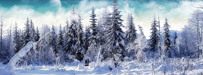 *Jeu animaux Catastrophe*