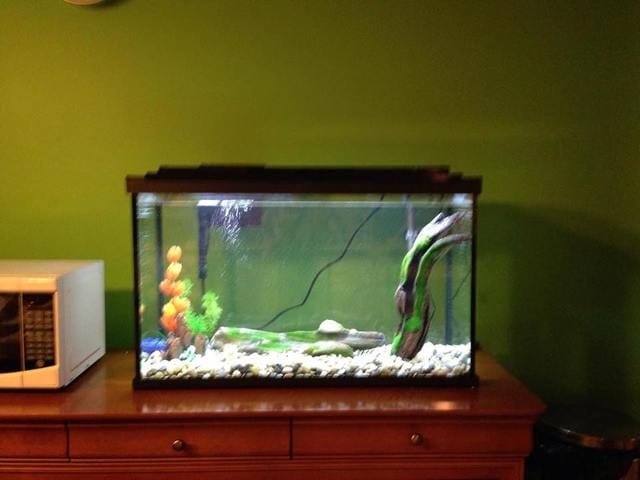 *Nouvelle aquarium *