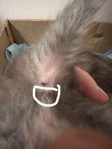 Quel est le sexe du chaton?