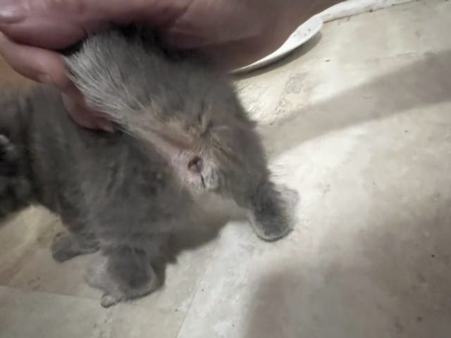 Quel est le Sexe du chaton