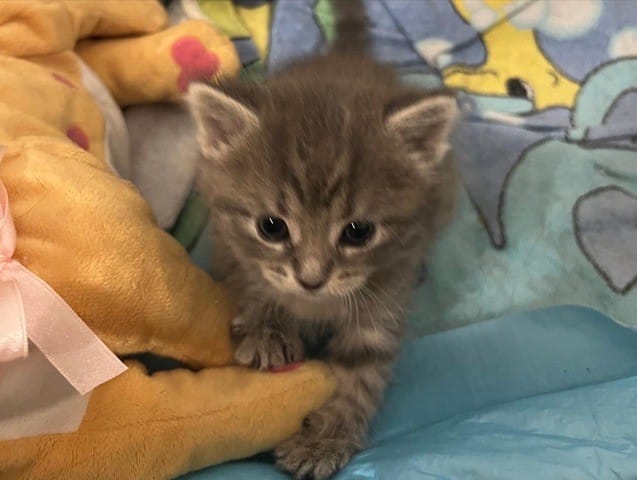 ma chatte miaule quand son chaton quitte le nid pourquoi?