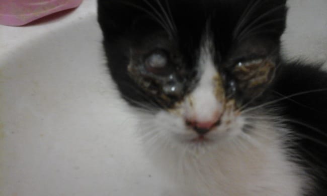 appel a lutter contre le coryza.