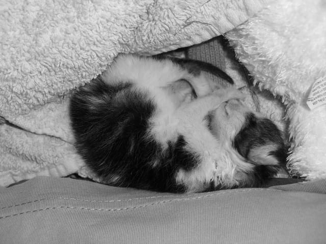 des nouvelles de notre boule de poil !!