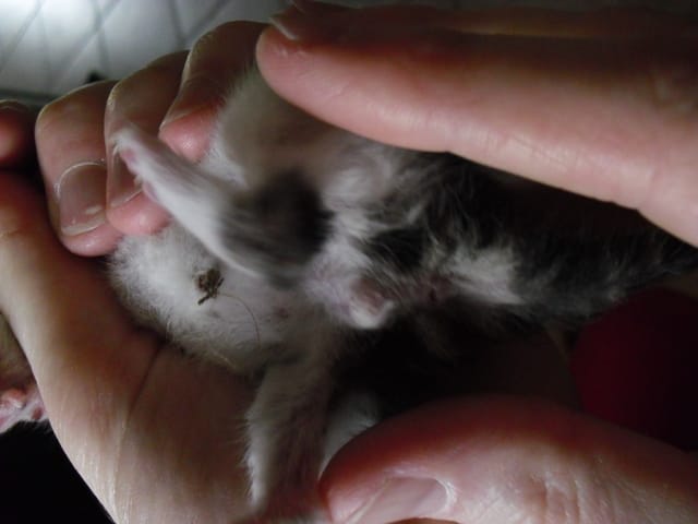 chat femelle ou mâle ?