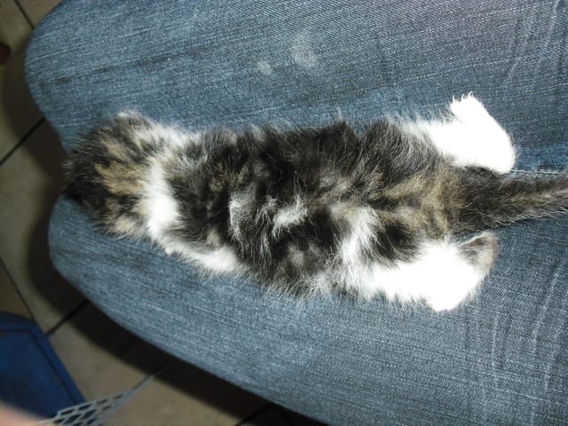 poils courts / poils longs 