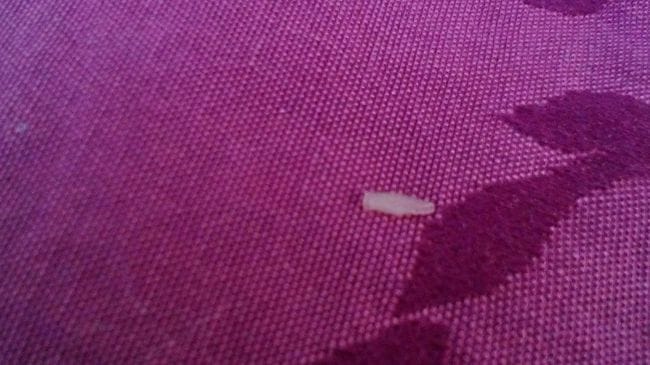 vers blanc qui sort de l'anus de mon chat