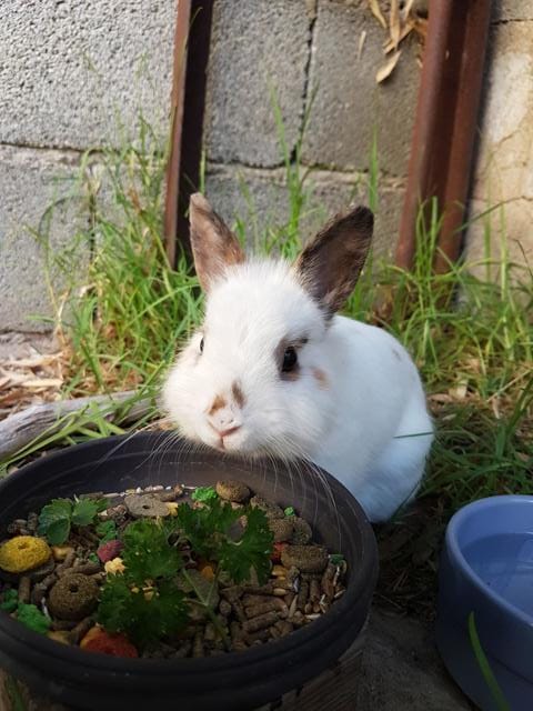 Besoin d'aide à identifier la race de ce petit lapin