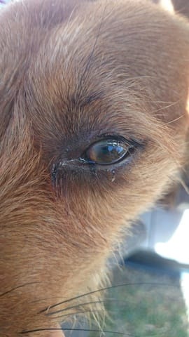 voile blanc sur l'oeil de mon chien - besoin de conseil-