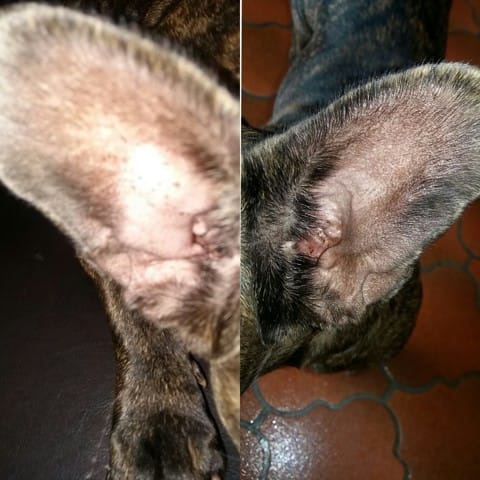 Mon bouledogue française à l'oreille gonflé