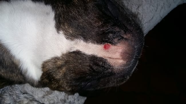 Mon chien à un bouton sous le menton