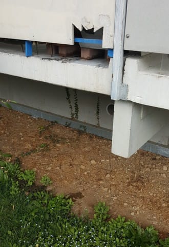 le saut en hauteur du chat