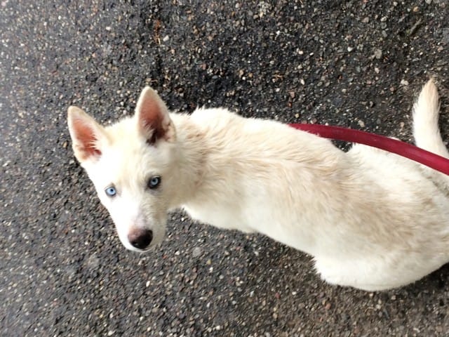 De quel couleur sera mon chien plus tard ?