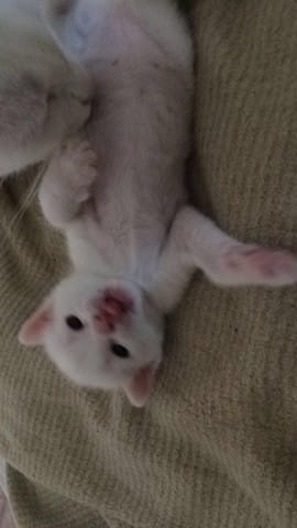 Chatonne blanche yeux bleue recherche famille