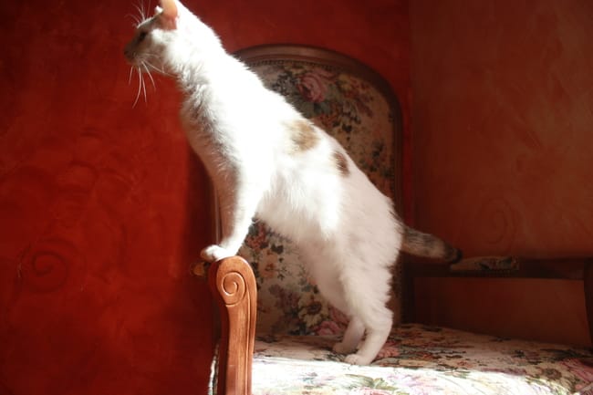 Ma chatte et ses peluches : Une grande histoire d'amour !