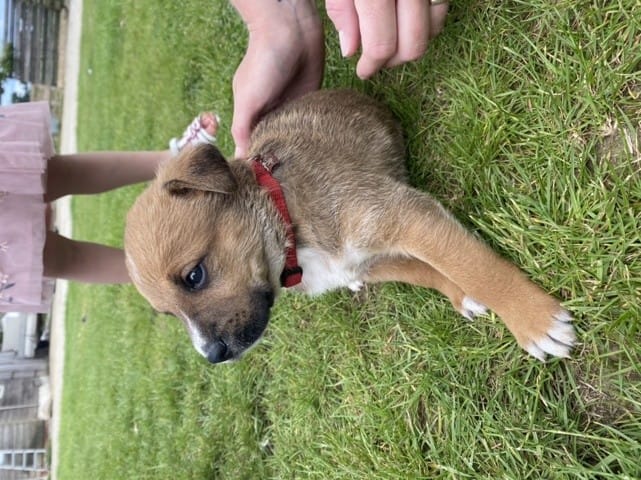 Recherche la race d’un chiot