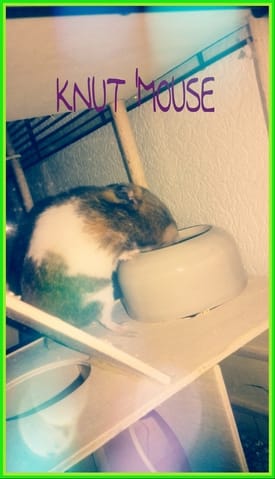 Concours de photos de tout vos loulous et ceux du net ;)