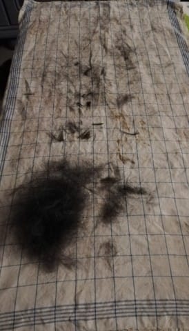 Qu'en est il du toilletage d'un jack russel à poils dur ?