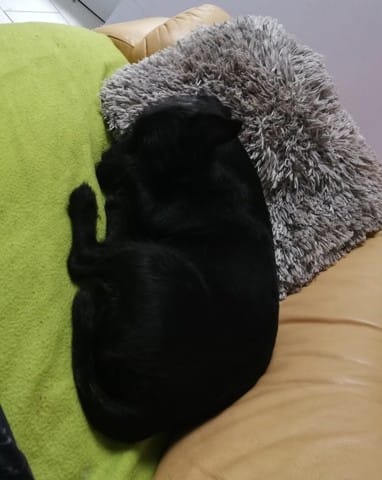 Petit soucis d'horaire pour les promenades, besoin de vos avis svp ?