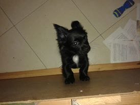 Mon chien est-il un vrai papillon?