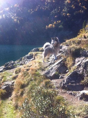 H'Guinness, ma malamute