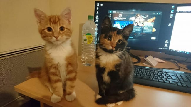 Mes chats miaulent beaucoup récemment