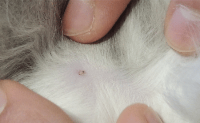 Chaton avec boule blanche